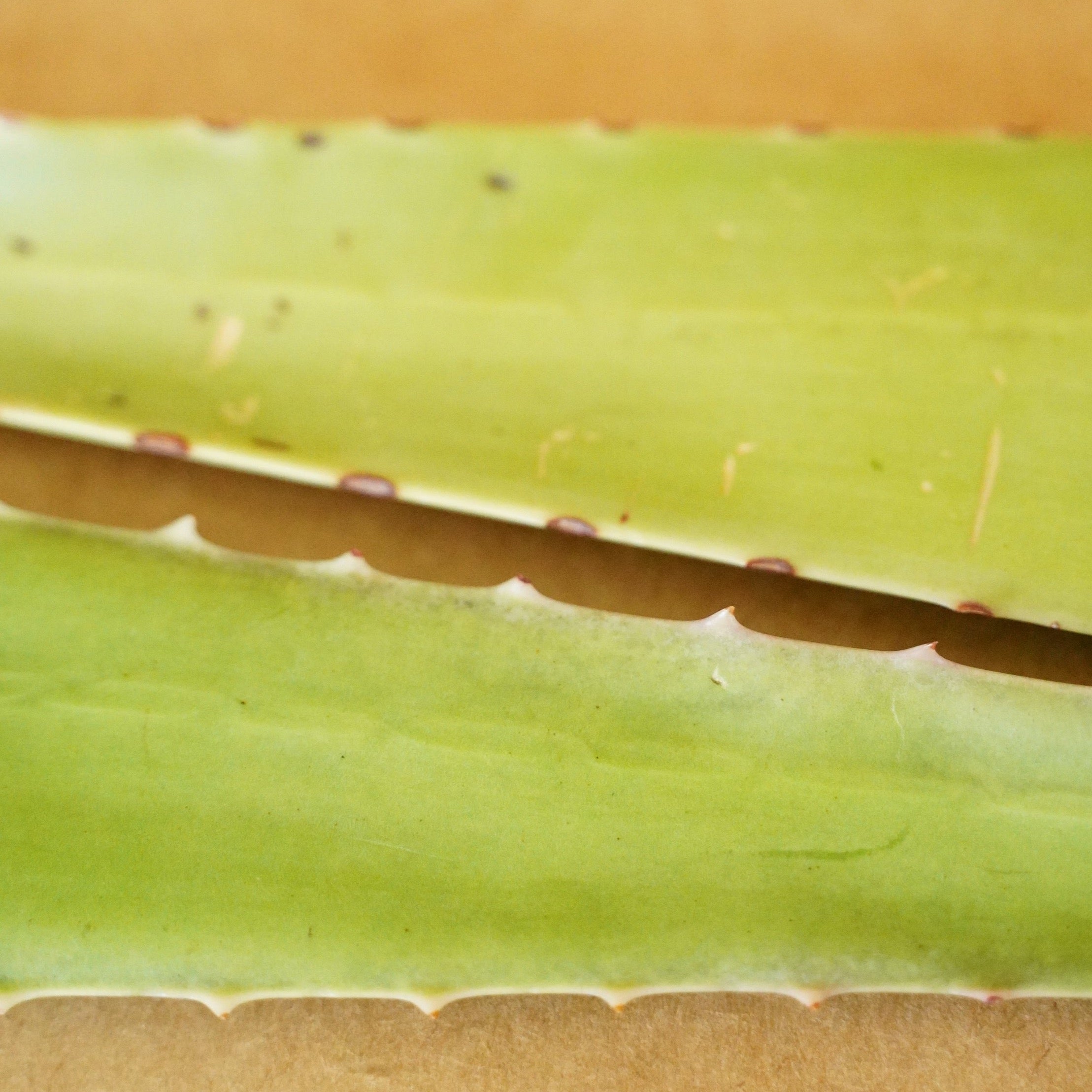 Fresh Aloe Detox Soap
